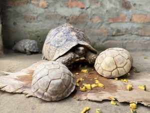 Slow Bites, Big Moments: Tortoise Feeding Time at the Zoo