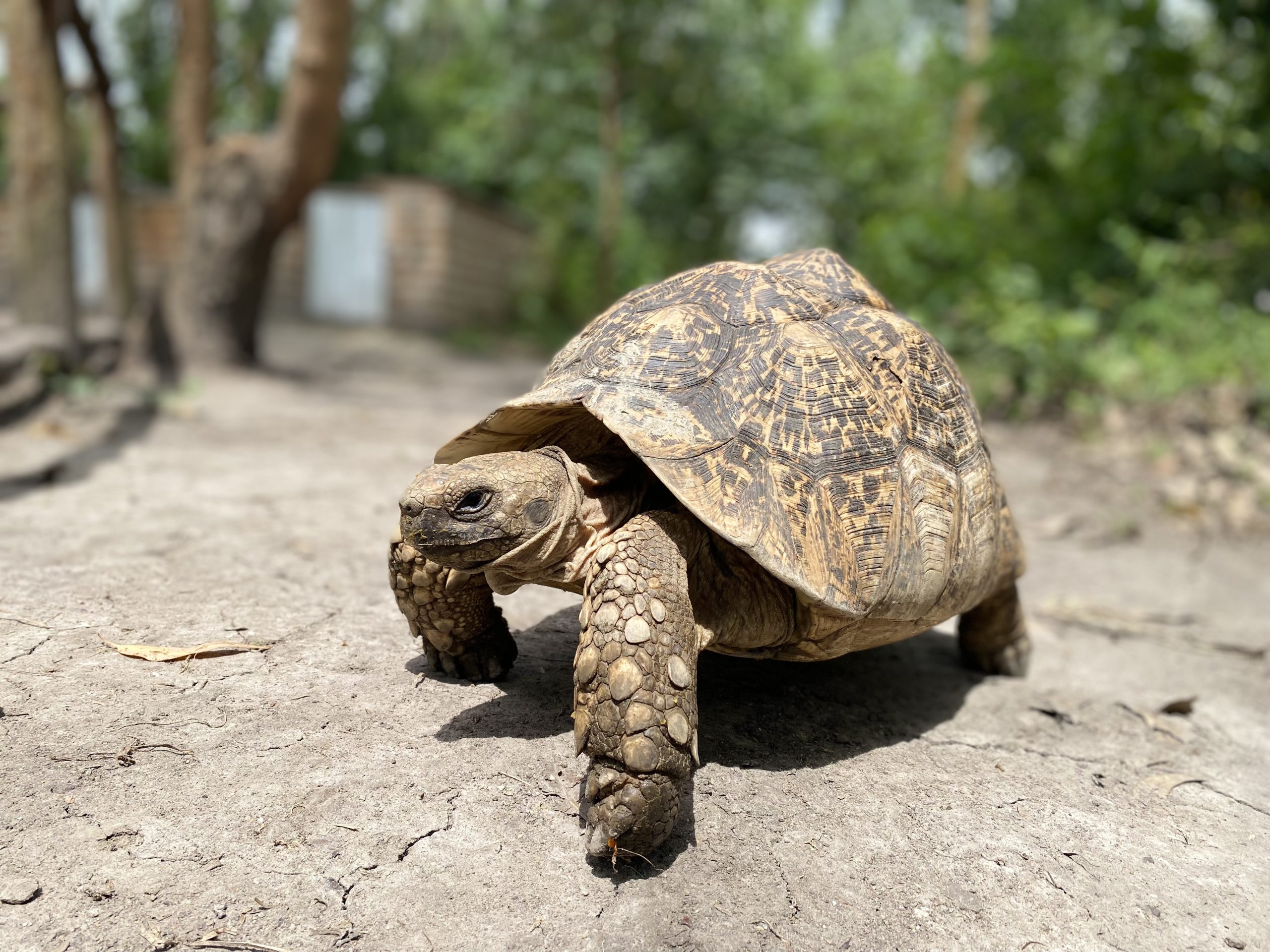 Ankole Demonstration Zoo