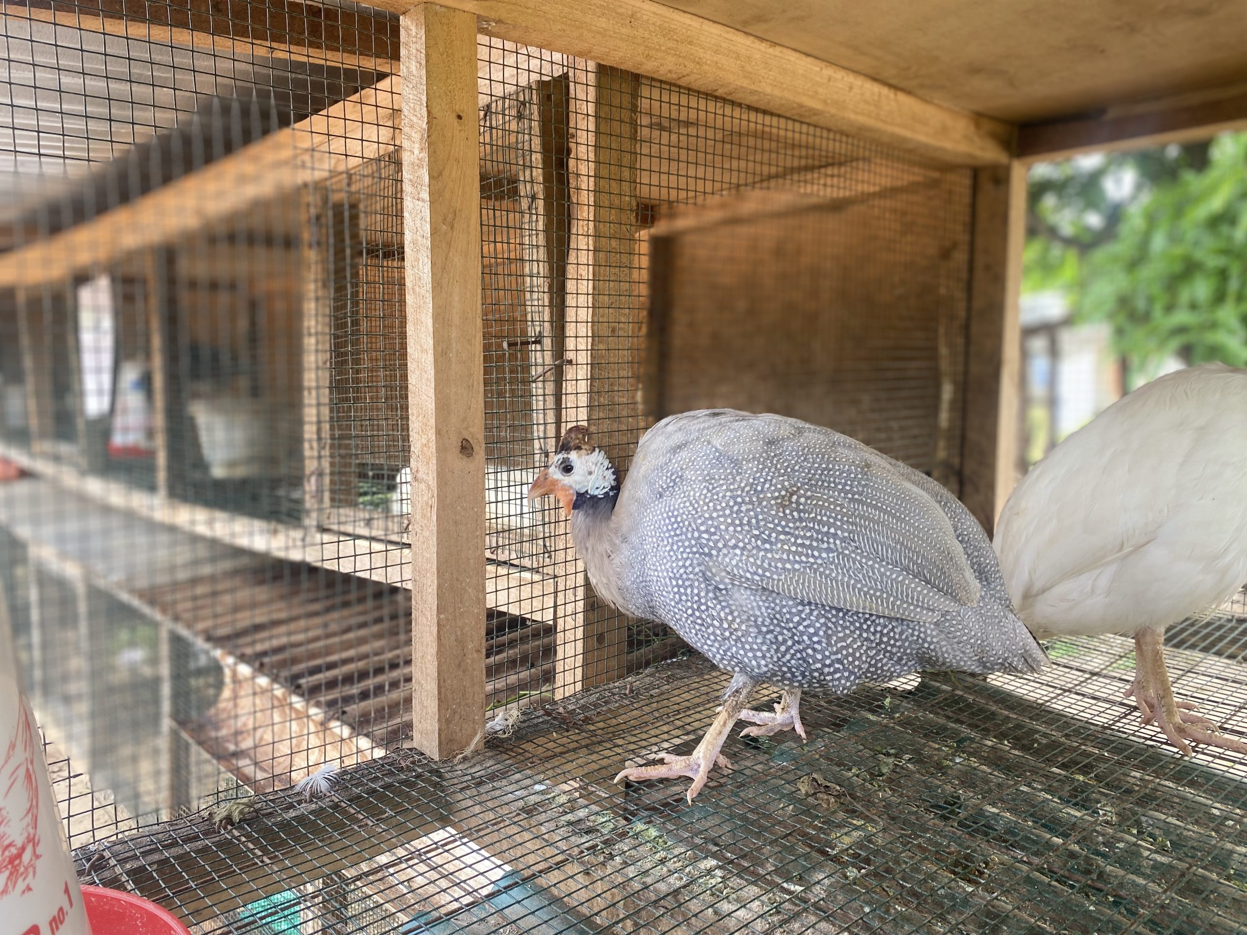 Ankole Demonstration Zoo