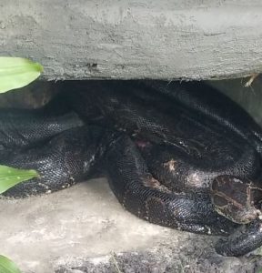 A New Arrival Slithers In: Welcoming a Rare Snake to the Zoo