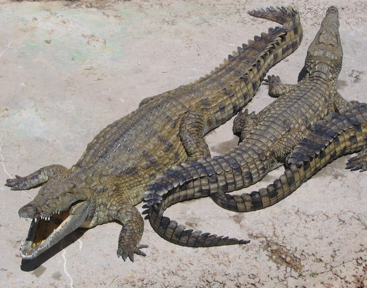 1280px-NileCrocodile