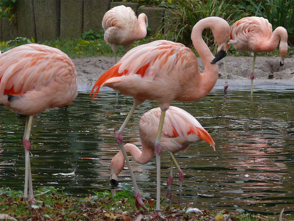 211-006-003-002_phoenicopterus_chilensis_worms_PD2