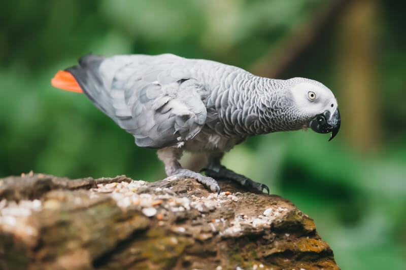 694bf0406a797f0af73d13a1_zoo-guadeloupe-animaux-oiseaux-gris-gabon-03