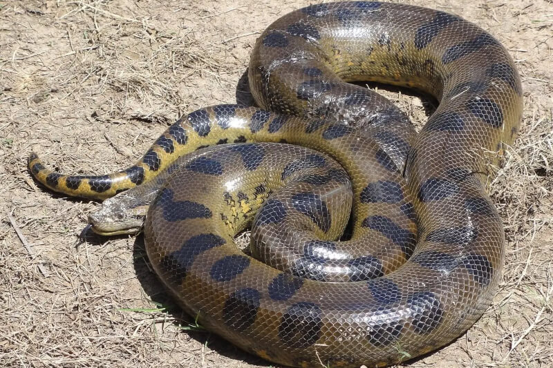 694ed5b5ebc6de25b401c11c_zoo-martinique-animaux-reptiles-anaconda-01