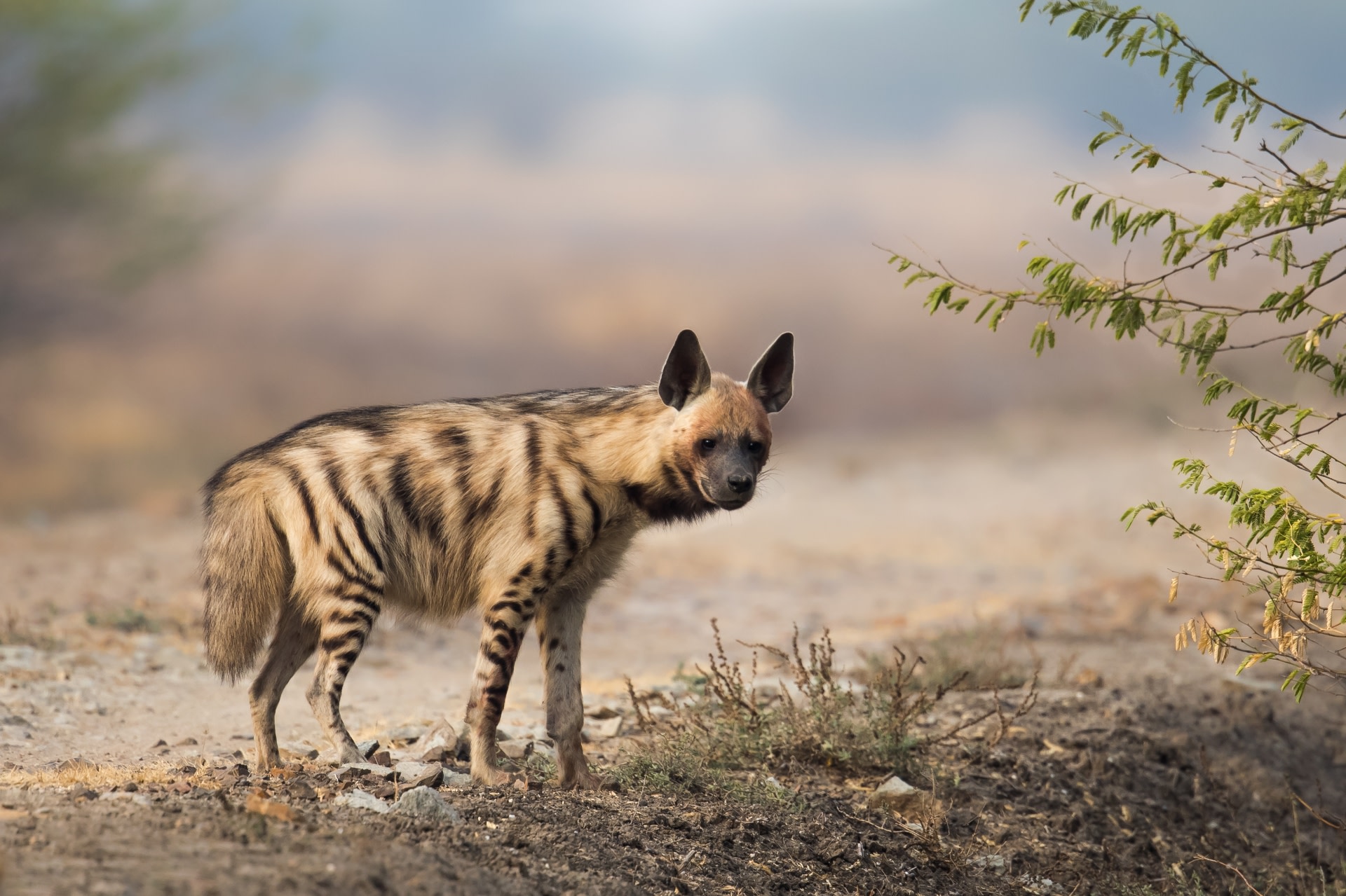 Adult-Striped-Hyena_Andrew-M.-Allport_-Shutterstock_lewfgo