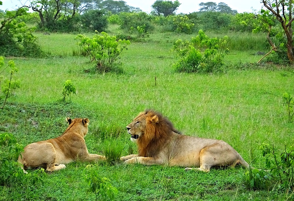 Best-places-to-find-lions-in-Uganda