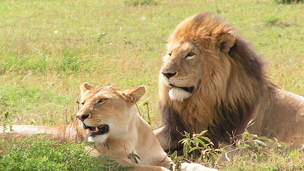 Best-places-to-see-lions-in-Uganda-1200x675