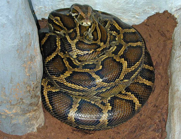 Brooding_female_Python_molurus_bivittatus