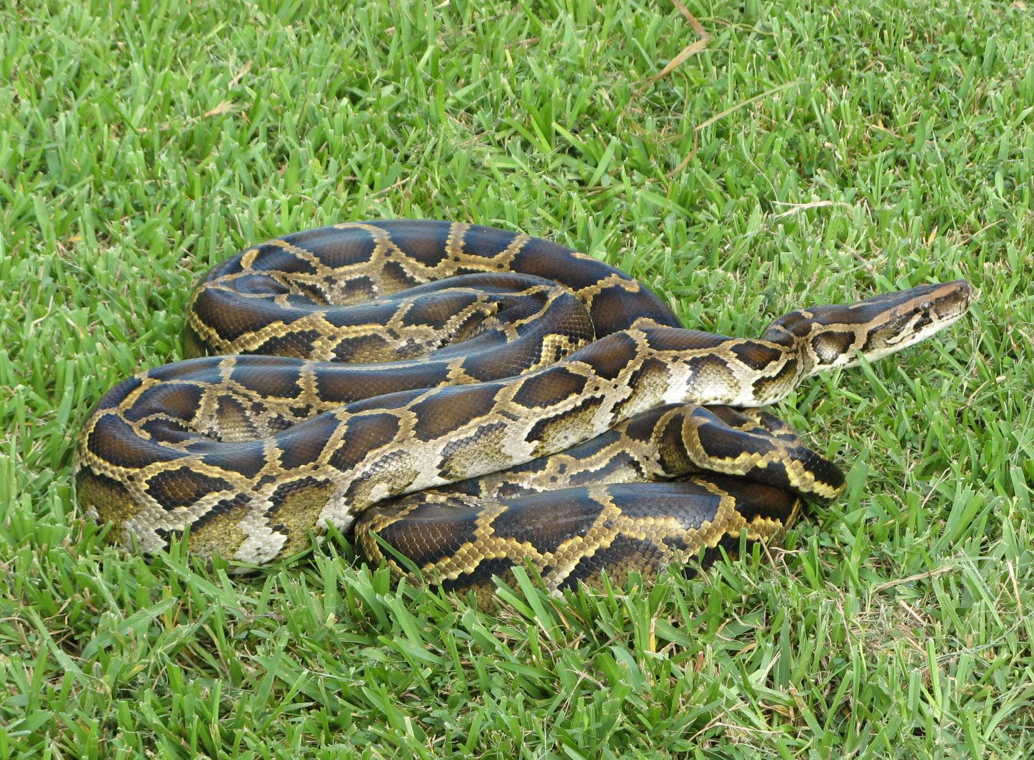 Burmese-python-invasive-species-captured-Everglades-National-Park-Florida