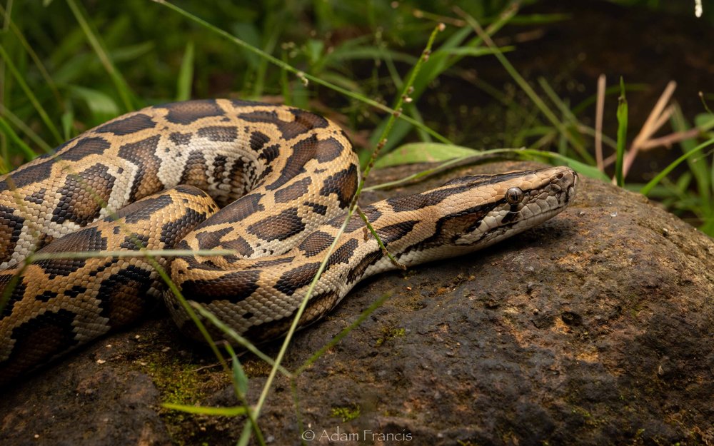 Burmese+Python+-+Juvenile+-+Python+bivittatus-24
