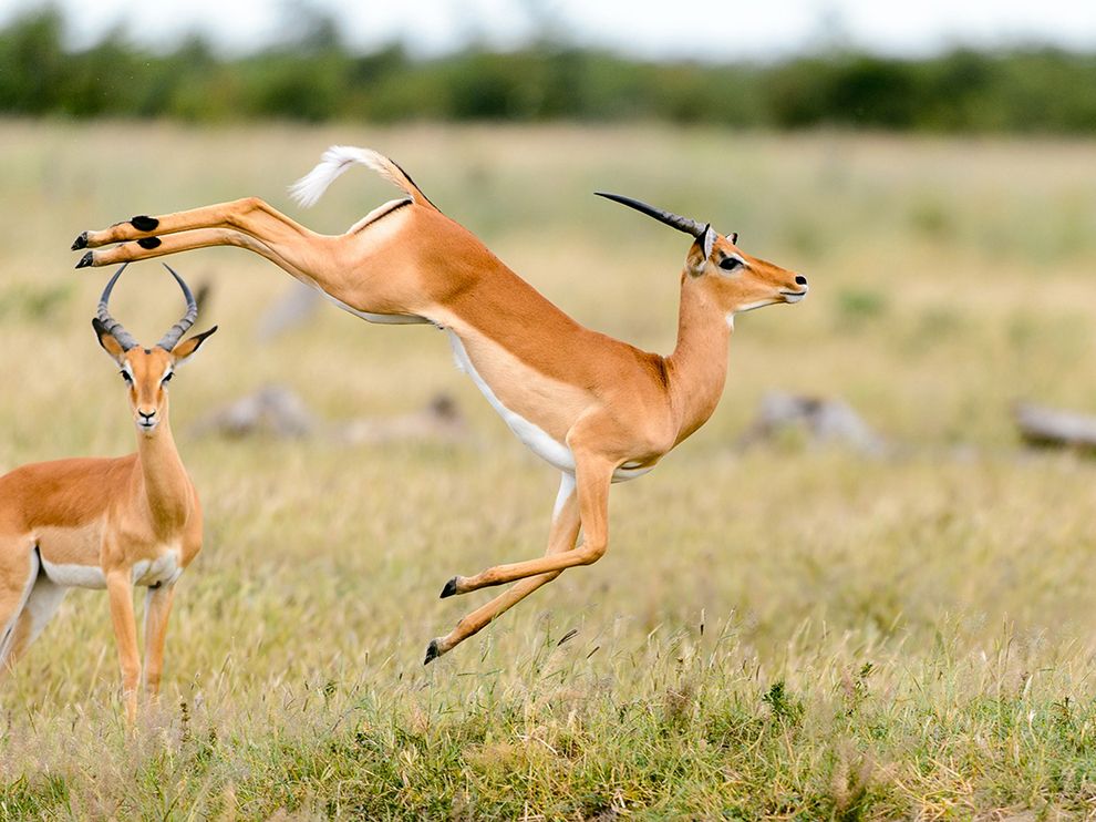 Facts-about-Impalas