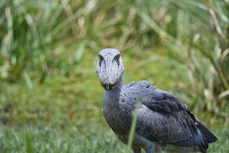 George-Amato-Shoebill_2533-975x650