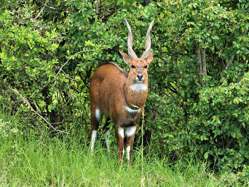Hunting-Bushbuck-South-Africa