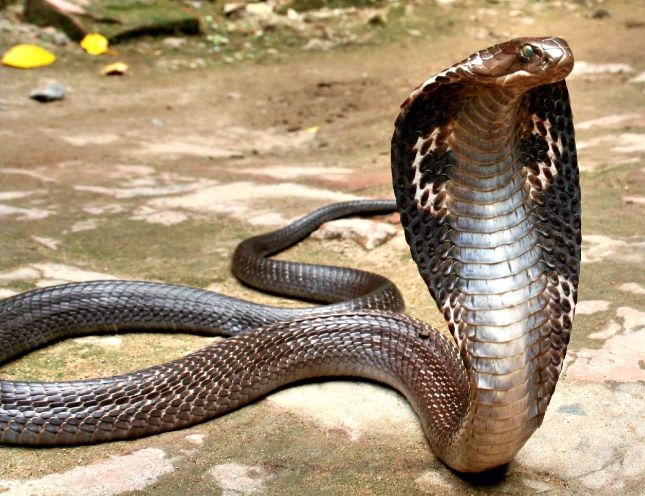Indian_spectacled_cobra_-_Flickr_-_Scorius