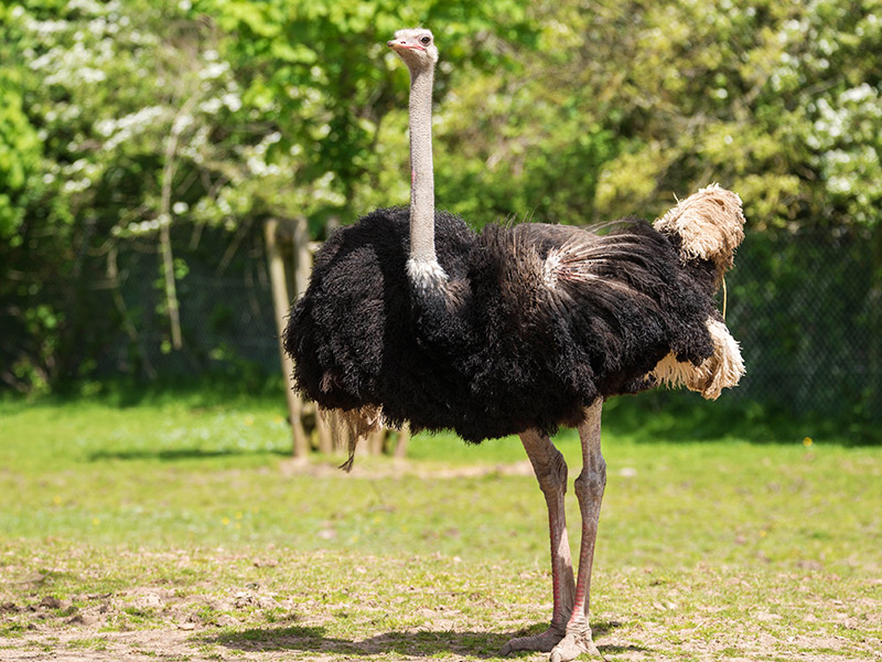 Ostrich-animals-Blackpool-Zoo-main
