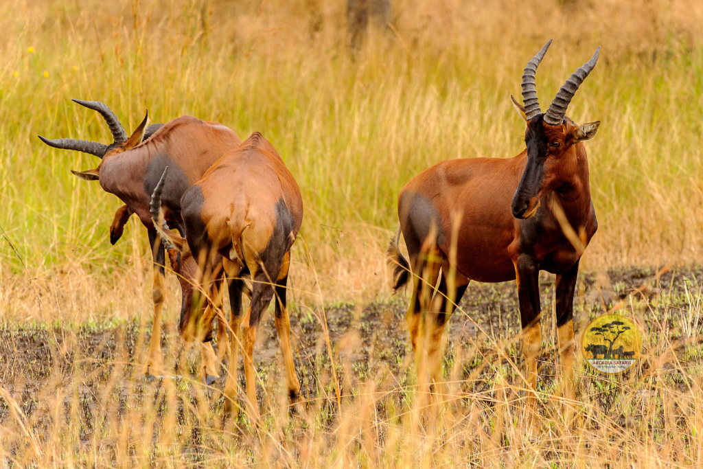 Topi-in-Uganda-Arcadia-Safaris-1