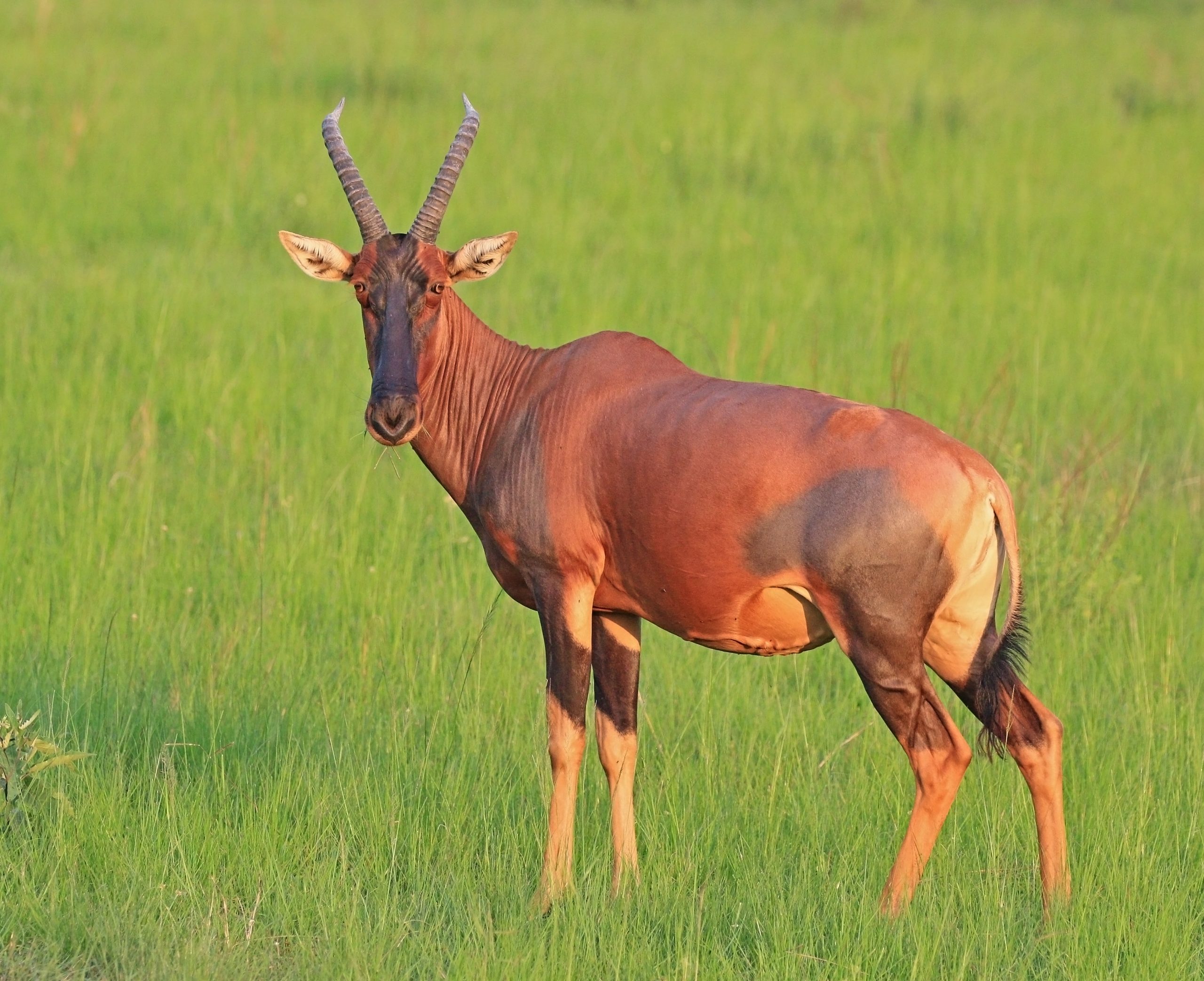 Topi_(Damaliscus_lunatus_jimela)_female