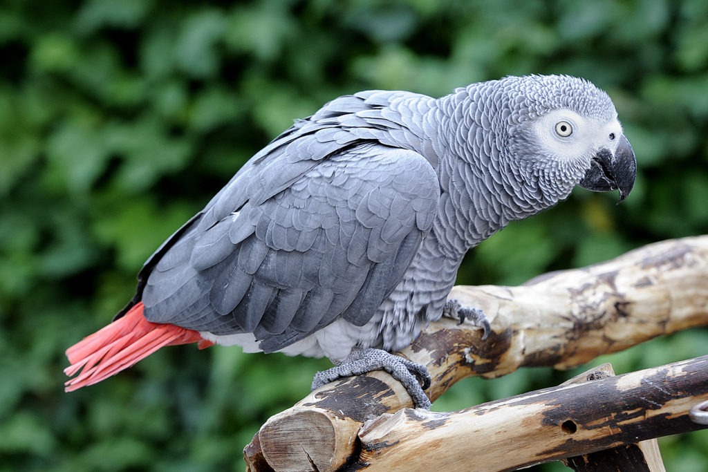 african_grey_web-1024x683