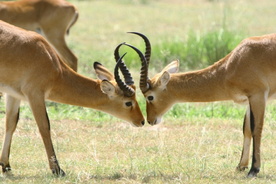 antelopes