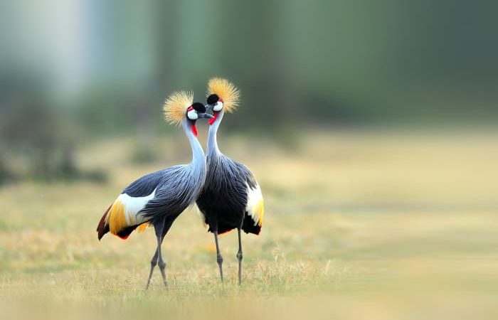 grey-crowned-cranes-700x450