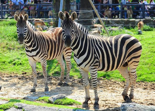 Ankole Demonstration Zoo
