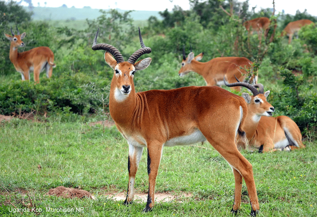 kob