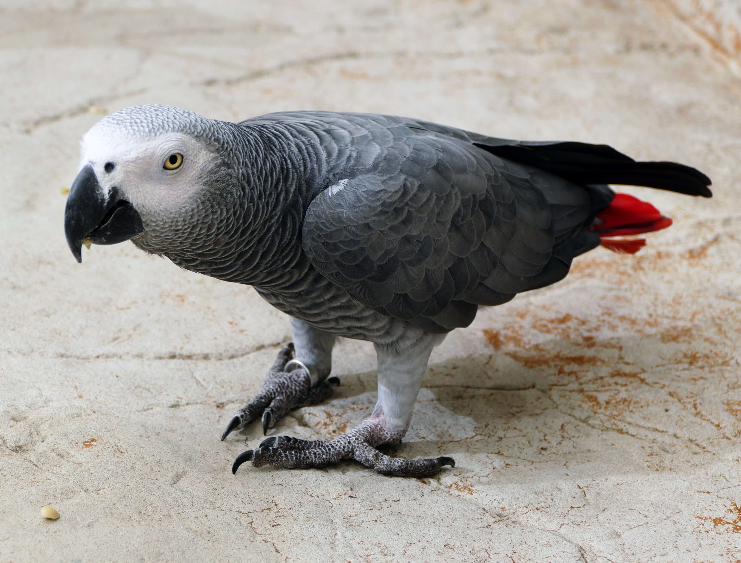 pasted_wags___african_grey_parrot_3