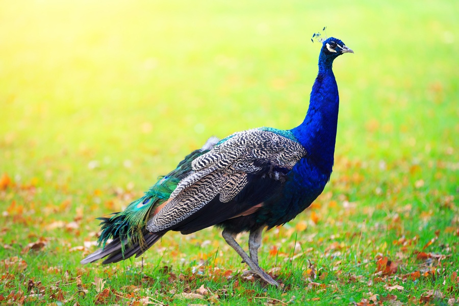 peacock-istock-900x600