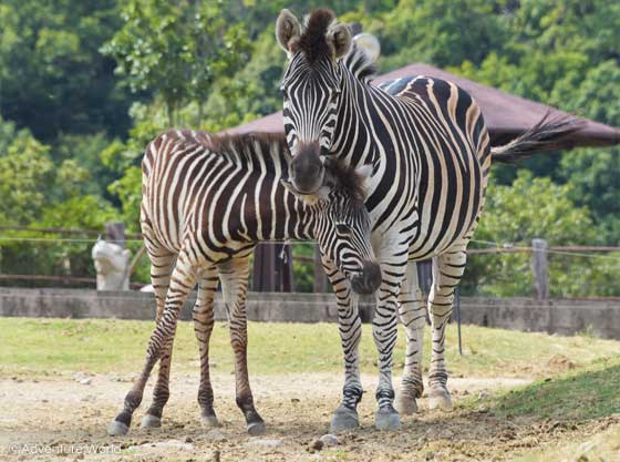 photo_chapmans_zebra