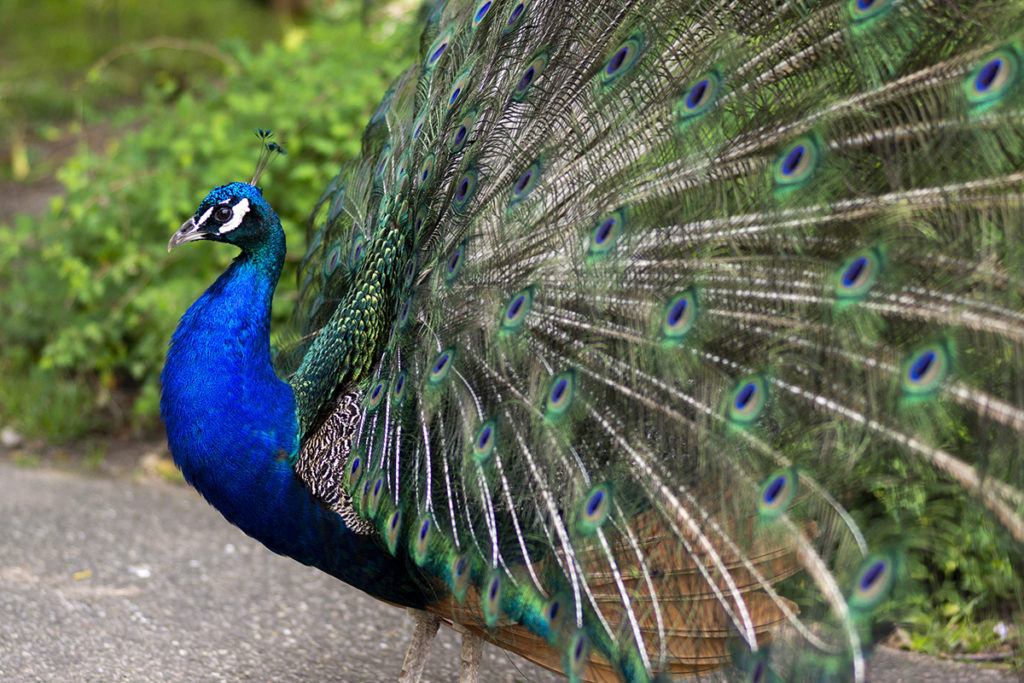 prince-peacock-pretty-1024x683