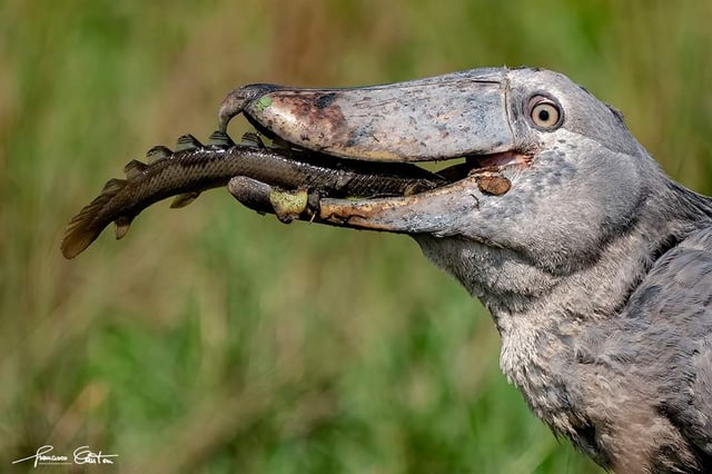 the-shoebill-stork-looks-like-it-came-straight-out-of-a-v0-0az6scjuxpsb1