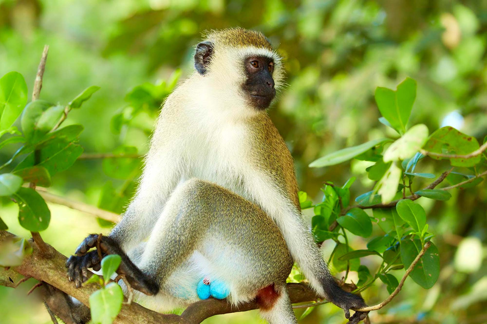 vervet-blue-balls